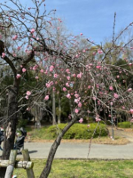 はづき（京都の痴女鉄道）の写メ日記「桜ではなく桃の花」画像