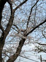 るい（京都の痴女鉄道）の写メ日記「4月🌸- ̗̀📢」画像