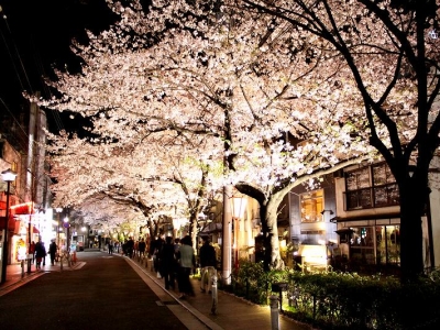 木屋町通の夜桜