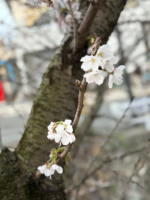 神楽（かぐら）（フュージョンスパ）の写メ日記「住んでるところの桜咲いたよ」画像