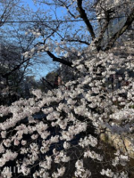 こはる（雄琴マダムロイヤル）の写メ日記「京都桜?」画像