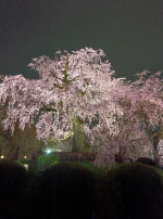 愛内　みくる（エテルナ）の写メ日記「枝垂れ桜」画像