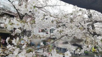 もん（京都の痴女鉄道）の写メ日記「桜咲く」画像