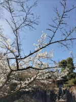 松任谷　りん（エテルナ）の写メ日記「桜」画像
