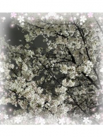 こはね（電車ごっこ）の写メ日記「夜桜🌸」画像