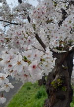 森川　ふみな（エテルナ）の写メ日記「桜」画像