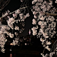 さら（ダック京都）の写メ日記「夜桜?」画像
